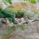 Fototapet fara imbinari Cameleon