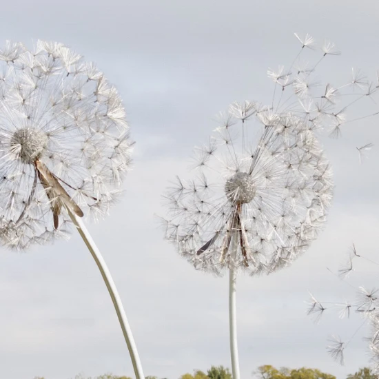 Fototapet Fara Imbinari Dandelion Fantasy