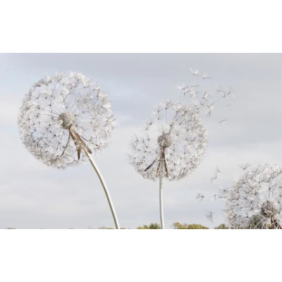 Fototapet fara imbinari Dandelion Fantasy Living si Dormitor Premier Decor