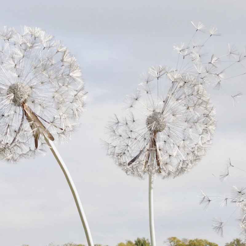 Fototapet fara imbinari Dandelion Fantasy Living si Dormitor