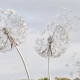 Fototapet fara imbinari Dandelion Fantasy Living si Dormitor Fototapet fara imbinari Dandelion Fantasy Living si Dormitor