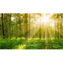 Fototapet fara imbinari Departe În Pădure Premier Decor