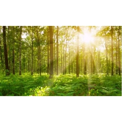 Fototapet fara imbinari Departe În Pădure Premier Decor