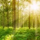 Fototapet fara imbinari Departe În Pădure