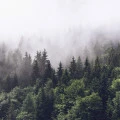 Fototapet fara imbinari Dense Coniferous Forest
