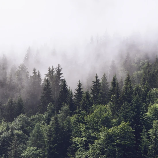 Fototapet fara imbinari Dense Coniferous Forest