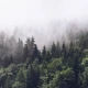Fototapet fara imbinari Dense Coniferous Forest