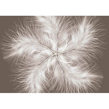 Fototapetfara imbinari Dream Feather