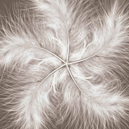 Fototapetfara imbinari Dream Feather