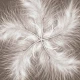 Fototapetfara imbinari Dream Feather