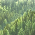 Fototapet fara imbinari Peisaj Forest Living si Dormitor