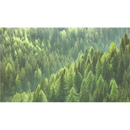 Fototapet fara imbinari Peisaj Forest Living si Dormitor