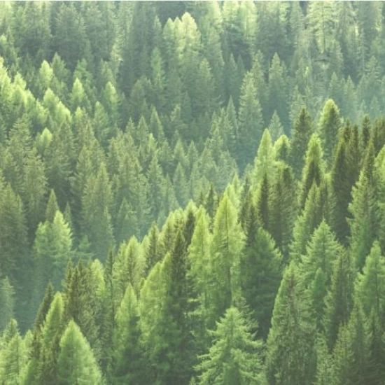 Fototapet fara imbinari Peisaj Forest Living si Dormitor Fototapet fara imbinari Peisaj Forest Living si Dormitor