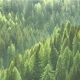 Fototapet fara imbinari Peisaj Forest Living si Dormitor Fototapet fara imbinari Peisaj Forest Living si Dormitor