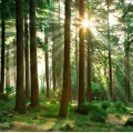 Fototapet fara imbinari Beautiful Day In The Forest