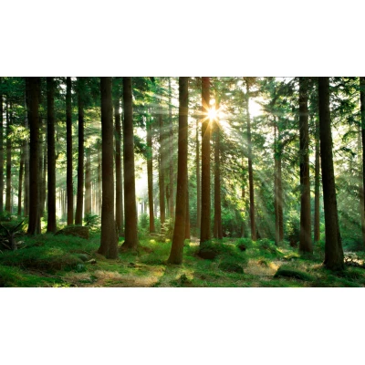 Fototapet fara imbinari Beautiful Day In The Forest Premier Decor
