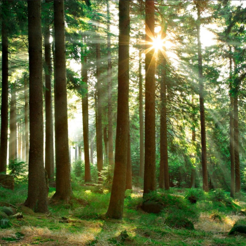 Fototapet fara imbinari Beautiful Day In The Forest