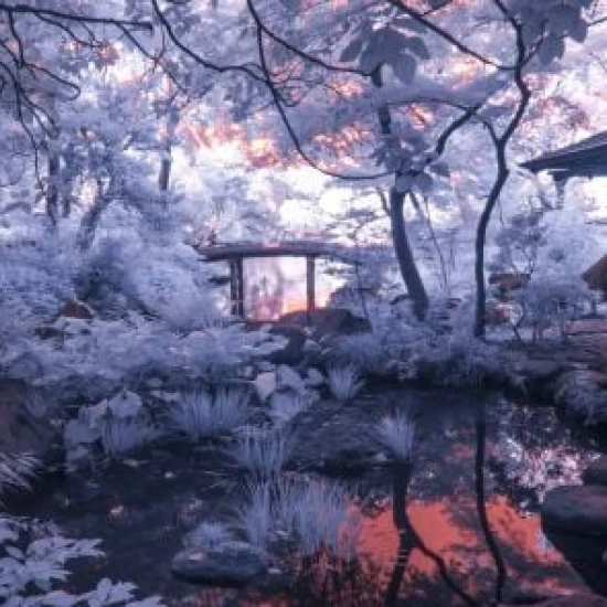 Fototapet fara imbinari Grădina Japoneză