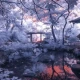 Fototapet fara imbinari Grădina Japoneză