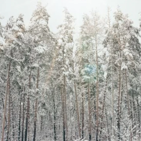 Fototapet fara imbinari Iarna În Pădure
