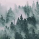 Fototapet fara imbinari Mountain Mist
