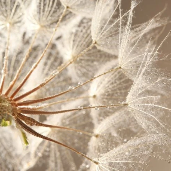 Fototapet fara imbinari Păpădie