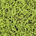 Covor artificial verde deschis Soleirolia 50x50 cm