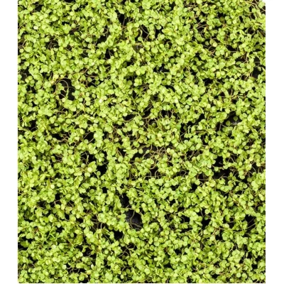 Covor artificial verde deschis Soleirolia 50x50 cm Premier Decor