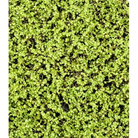 Covor artificial verde deschis Soleirolia 50x50 cm Premier Decor