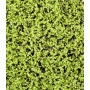 Covor artificial verde deschis Soleirolia 50x50 cm