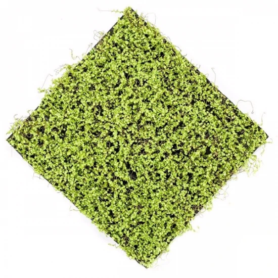 Covor artificial verde deschis Soleirolia 50x50 cm