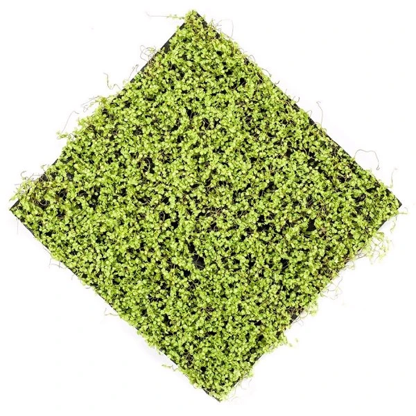 Covor artificial verde deschis Soleirolia 50x50 cm