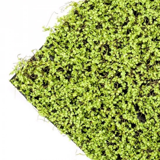 Covor artificial verde deschis Soleirolia 50x50 cm