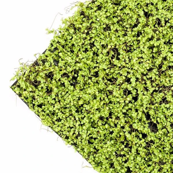 Covor artificial verde deschis Soleirolia 50x50 cm
