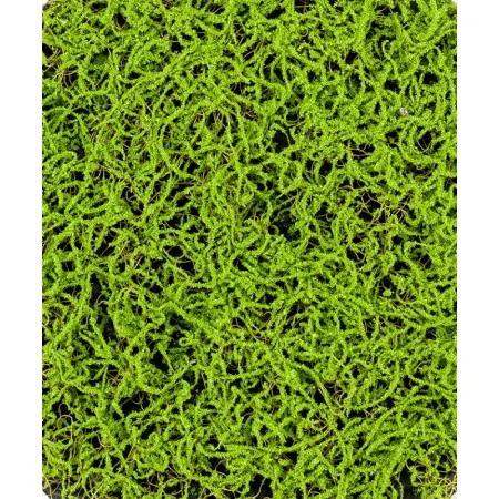 Covor iarba artificiala verde deschis 50x50 cm Premier Decor