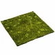 Muschi artificial decorativ Hypnum 100x100 cm