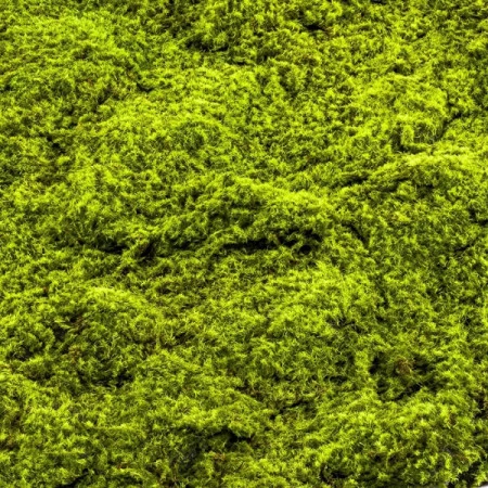 Muschi artificial decorativ verde 100x100 cm Premier Decor
