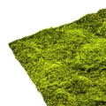 Muschi artificial decorativ verde 100x100 cm