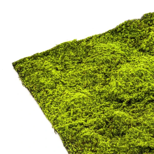 Muschi artificial decorativ verde 100x100 cm