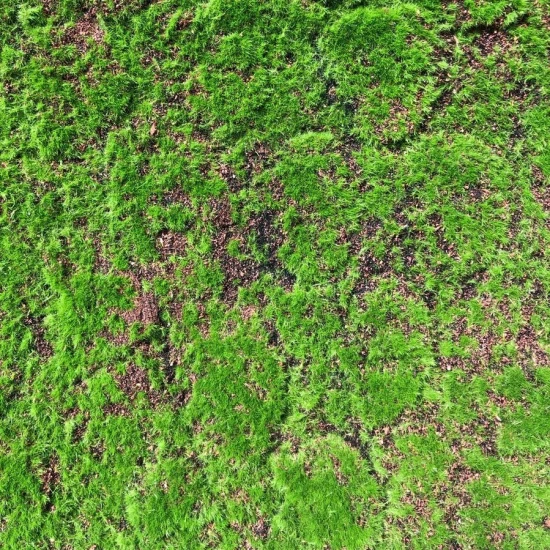 Muschi artificial decorativ Grimmia 100x100 cm