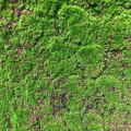 Muschi artificial decorativ Grimmia 100x100 cm