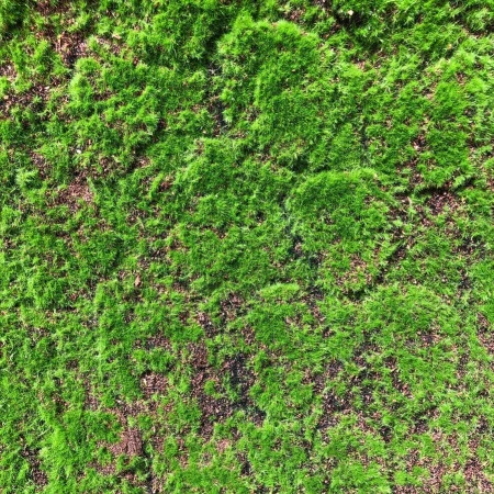 Muschi artificial decorativ Grimmia 100x100 cm Premier Decor