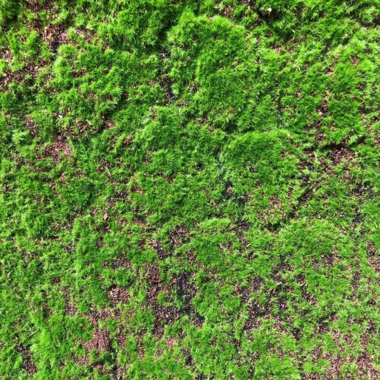 Muschi artificial decorativ Grimmia 100x100 cm