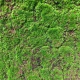 Muschi artificial decorativ Grimmia 100x100 cm
