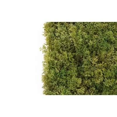 Muschi artificial decorativ islandez 50x50 cm Premier Decor