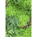 Perete verde artificial 6360 100x100 cm