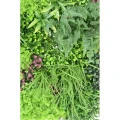 Perete verde artificial 6360 100x100 cm
