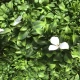 GreenWall Jasmine perete verde artificial 100 x 100 cm GW6122