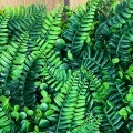 Panou Decorativ cu Ferigă și Buxus Verde 40x60 cm