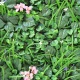 Panou verde din plante artificiale cu flori 100 x 100 cm